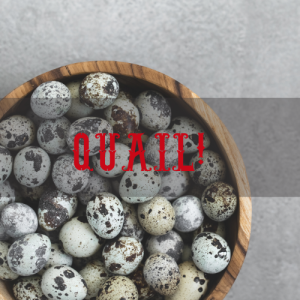 Farm Fresh Quail Eggs at Petal and Plow Farm